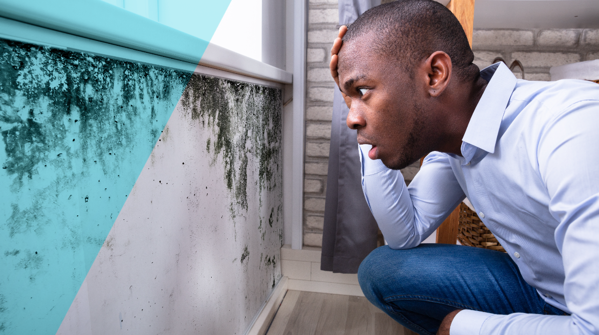 Should I Buy a House with Mold? Orchard